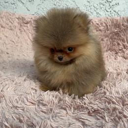Pomeranian Puppies from Uniquepombabies