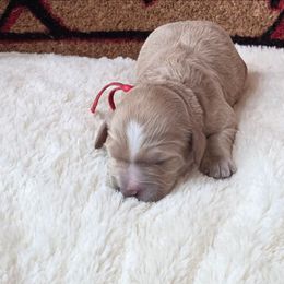 Patty - Red female Cavapoo puppy in Casa Grande, Arizona from Curls and Camo Pups