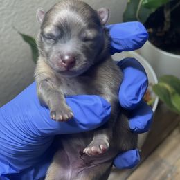 Pomeranian Puppies from Annie’s Animated AKC Pomeranians