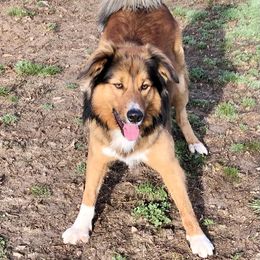 Reddy - English Shepherd