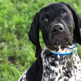 German Shorthaired Pointers from Point to Point Kennels