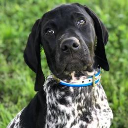 German Shorthaired Pointers from Point to Point Kennels