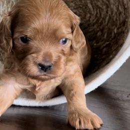 Cavalier King Charles Spaniels from Eternal Cottage