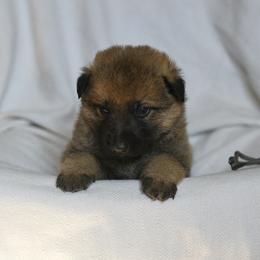 Grey - Sable male German Shepherd puppy in Louisburg, North Carolina from C6 Ranch & Shepherds
