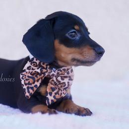 Bo Peep - Black and tan female Dachshund puppy in Apple Valley, California from Socaldoxies