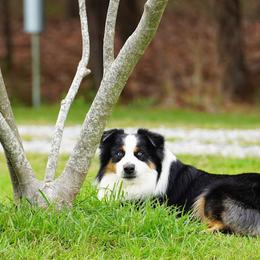 Australian Shepherds from Beaver Dam Mini Aussies