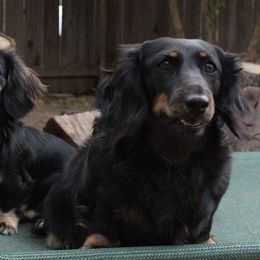 Holly - Dachshund