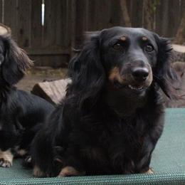 Holly - Dachshund