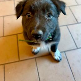 Freckles - Black and white female Border Collie puppy in Oroville, California from Coalcyn Kennels