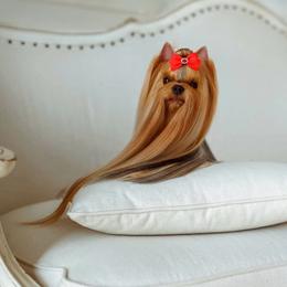 Yorkshire Terrier puppies from Yorkie Manor Country Club