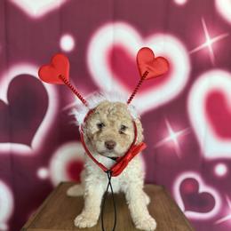 Michelangelo - Red male Bernedoodle puppy in Winter Garden, Pennsylvania from Bernedoodle Bunch