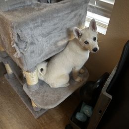 Zephyr - Black and white male Alaskan Klee Kai puppy in North Las Vegas, Nevada from Kyrie's Alaskan Klee Kai