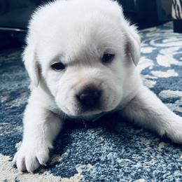Labrador Retriever and Pembroke Welsh Corgi Puppies from Burress Family Farm and Kennels