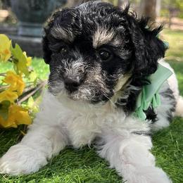 Light Green Collar - Black female Goldendoodle puppy in Waterford, California from Windy Hill Doodles