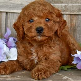 Lori Beth - Purple Collar - Apricot female Goldendoodle puppy in Macedon, New York from Toodles Goldendoodles