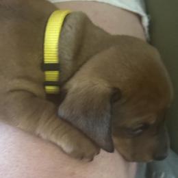 Dachshund Puppies from Lolley Dachshunds