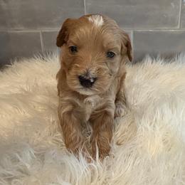 Clara - Apricot female Goldendoodle puppy in Pine Grove, California from Lundee Doodles