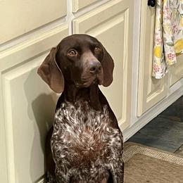 Lori - German Shorthaired Pointer
