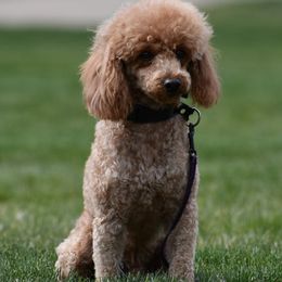 Goldendoodles and Poodles from Poodles of Idaho