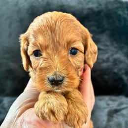 Kanga - Red female Cockapoo puppy in Adrian, Oregon from ApplebyFarm