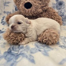 Hot Cheeto - Gold and white male Shih Tzu puppy in Surprise, Arizona from Ashlee's Shih Tzus