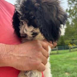 Green color - White and brown female Saint Berdoodle puppy in Batavia, Ohio from Donciedoodlesohio.com