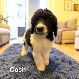 Cash - Parti male Poodle puppy in Washington, Pennsylvania from Patriotic Poodles