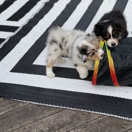 Australian Shepherd Puppies from Mezzo Australian Shepherds
