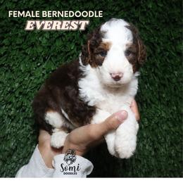 Everest (Green Collar) - Tri-color female Bernedoodle puppy in Palmetto Bay, Florida from SOMIDOODLES