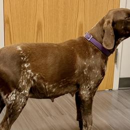 German Shorthaired Pointers from Temple Gun Dogs