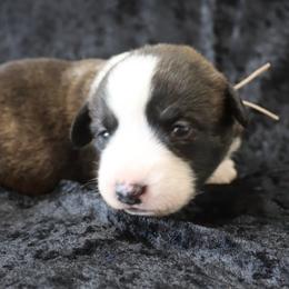 Steel - Brindle and white male Cardigan Welsh Corgi puppy in Livermore, Colorado from Rowe Family