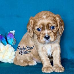 Nyx - Ruby female Cavalier King Charles Spaniel puppy in Nashville, Arkansas from Rocky Road Puppies