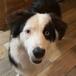 Australian Cattle Dog, Australian Shepherd, Companion Cross, and Miniature Australian Shepherd Puppies from MK Aussies