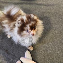 Boy 1 - Pomeranian puppy from BCW POMERANIANS