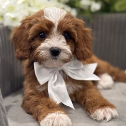 Melo - Red male Cavapoo puppy in Apple Valley, California from Fletcher Fuzzy Friends