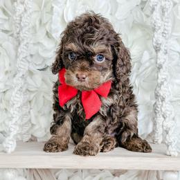 Rolo - Brown and tan male Cockapoo puppy in Otisville, Michigan from Danie’s Darling Doodles LLC