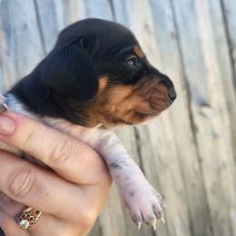 Peter - Black and tan male Dachshund puppy in Cedarcreek, Missouri from Cedarcreek Dachshunds