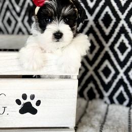 Miniature Schnauzer Puppies from Schnauzers on Robinson Lane