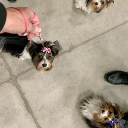 Biewer Terrier Puppies from Bouquet Biewers