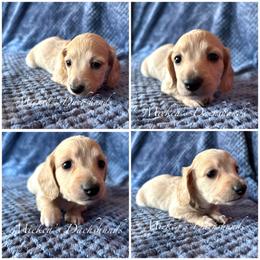 Black collar - Cream male Dachshund puppy in Orem, Utah from Miekca’s Dachshunds