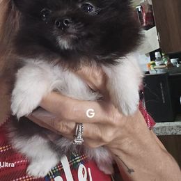 Penelope. - Black parti female Pomeranian puppy in Pickton, Texas from Mandy's Precious Poms