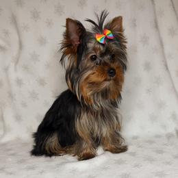 Lottie - Yorkshire Terrier