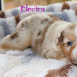 Electra - Red merle female Australian Shepherd puppy in Coldwater, Michigan from Northern Star Australian Shepherds