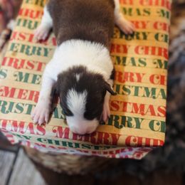Trix x Latch - Girl 4 - Red white - White and red female Border Collie puppy in Minden, Iowa from Rocking N Registered Border Collies & Labradors