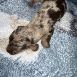 Nash - Dapple male Dachshund puppy in Connersville, Indiana from MoonShine Babies