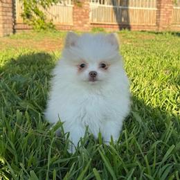 Ella - Cream parti female Pomeranian puppy in San Jacinto, California from Savvypomeranians