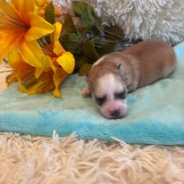 Female 1 - Black and white female Pomsky puppy in Bucyrus, Missouri from Hill Top Pomskies