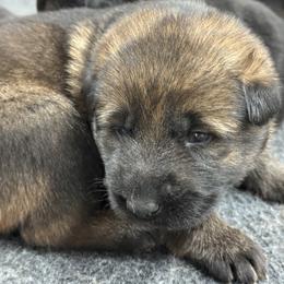 Girl 1 - Sable female German Shepherd puppy in Newburyport, Massachusetts from Runchkin Hill K9