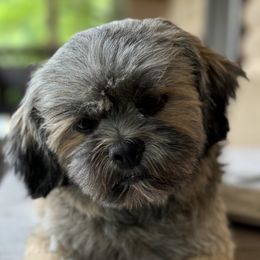 Cappuccino - Lhasa Apso