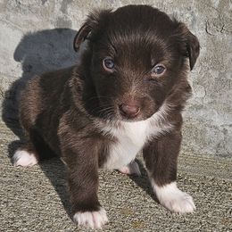 Lake - Red tri female Toy Australian Shepherd puppy in Crooksville, Ohio from West View Toy Aussies